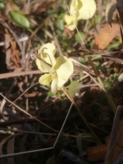 Viola altaica