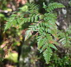 Davallia solida pyxidata