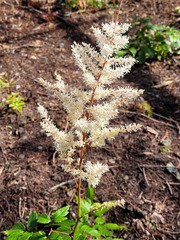 Astilbe japonica