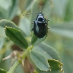 Chrysomelidae