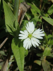 Stellaria radians