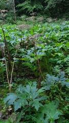 Heracleum mantegazzianum