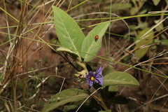 Solanum nemophilum
