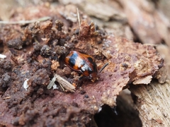 Spiloscapha thallioides