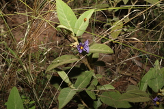 Solanum nemophilum