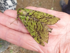 Aenetus virescens