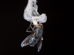 Dictynomorpha strandi