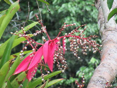 Aechmea nallyi