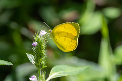 Eurema mandarina