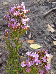 Limonium scabrum scabrum
