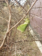 Aenetus virescens