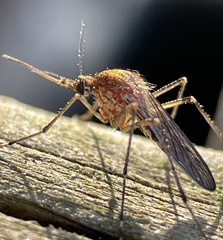 Aedes camptorhynchus