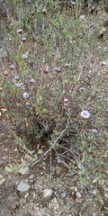 Globularia