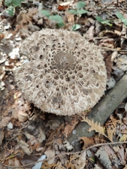 Macrolepiota