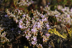 Limonium scabrum scabrum