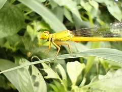 Ceriagrion coromandelianum