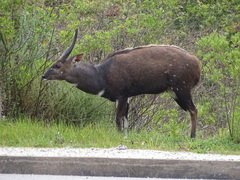 Tragelaphus sylvaticus sylvaticus