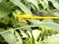 Ceriagrion coromandelianum