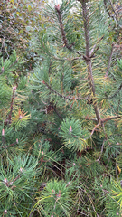 Pinus mugo