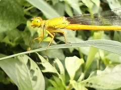 Ceriagrion coromandelianum