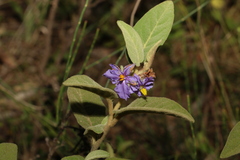 Solanum nemophilum