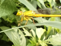 Ceriagrion coromandelianum