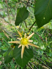 Passiflora herbertiana