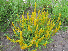 Manulea obovata