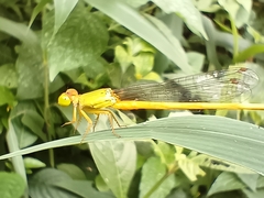 Ceriagrion coromandelianum