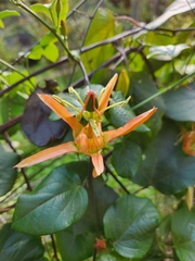Passiflora herbertiana