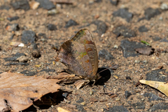 Arhopala bazalus