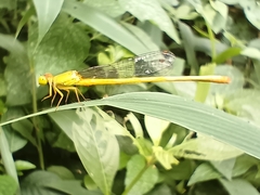 Ceriagrion coromandelianum