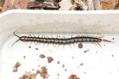 Cormocephalus westwoodi