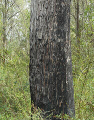 Eucalypteae