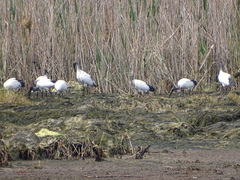 Threskiornis aethiopicus