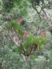 Aechmea nallyi