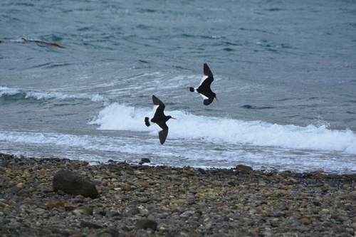 Illustrazione di Magellanic Oystercatcher