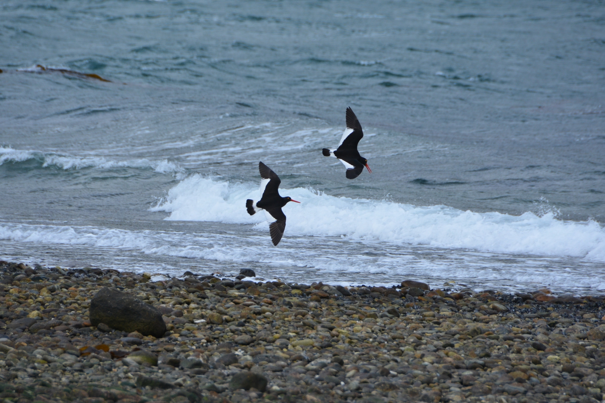 Magellanic Oystercatcher illustration