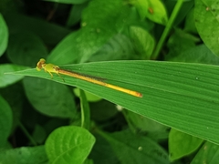 Ceriagrion coromandelianum