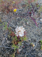 Ursinia