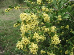 Maytenus procumbens