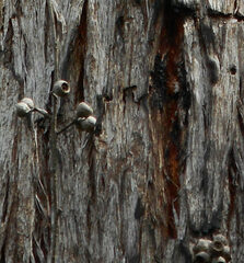 Eucalypteae