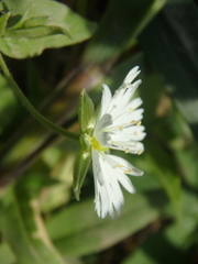 Stellaria radians