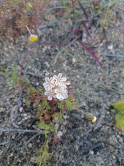 Ursinia