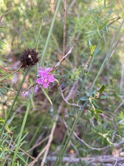 Hypocalymma robustum