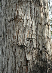 Eucalypteae