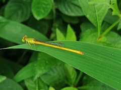 Ceriagrion coromandelianum