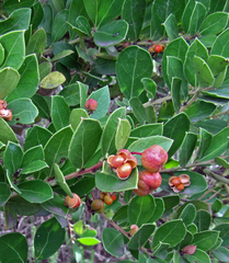Maytenus procumbens