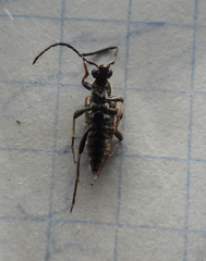 Pseudovadonia livida