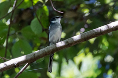 Pericrocotus tegimae